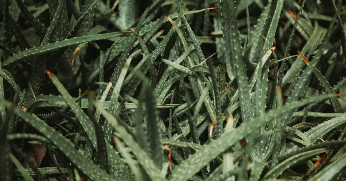 Aloe vera bij spierpijn: verlichting en herstel